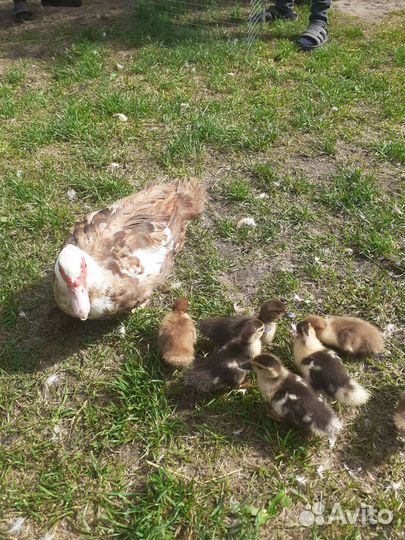 Мускусные утки