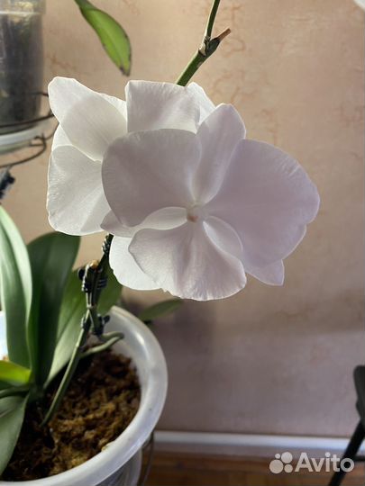 Орхидея фаленопсис