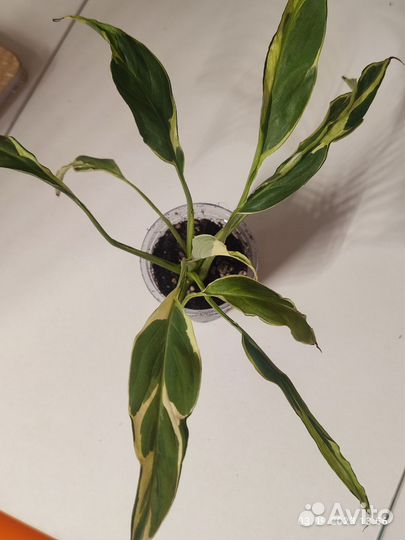 Спатифиллум Блэк бьюти, Индонезия дэли