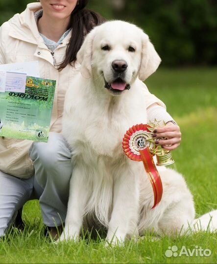 Золотистый ретривер вязка