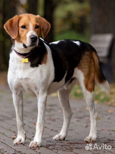 Собаки бесплатно (пегая гончая)