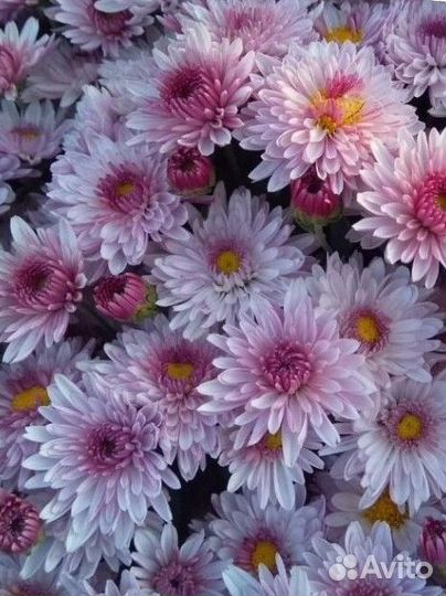 Хризантемы мультифлора