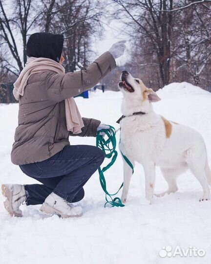 Очаровательная собака в поисках дома