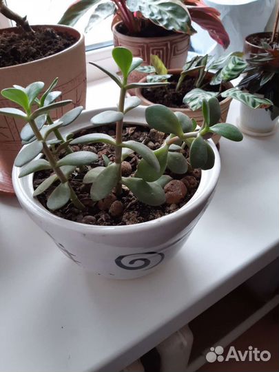 Продам цветы комнатные