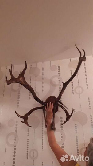 Рога декоративные