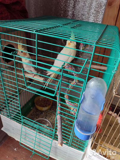 Птенцы корелла