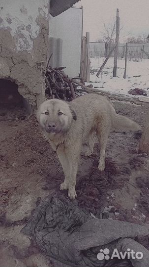 Собака в добрые руки отдам бесплатно