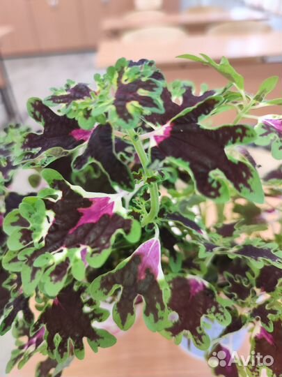 Колеусы сортовые