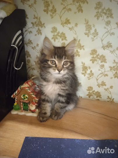 Кошки курильский бобтейл