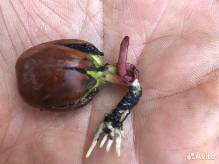 Дуб канадский красный