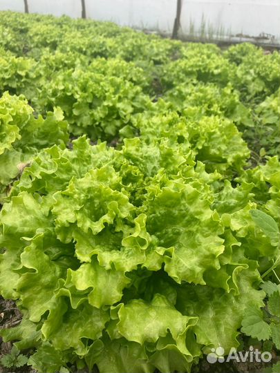 Салат листовой