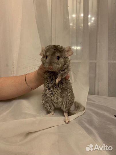 Продам шиншилл