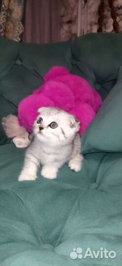 Шотландские котята