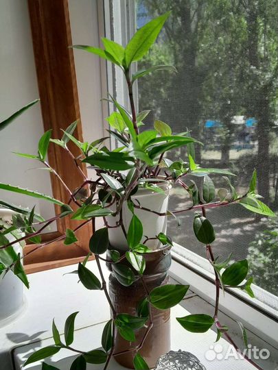 Традесканция зелёный холм сортовая