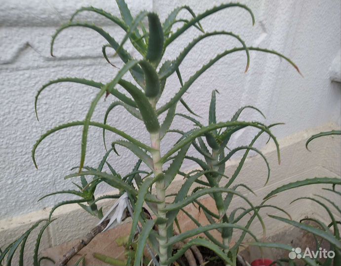 Алоэ, Хасавюрт