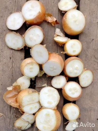 Лук