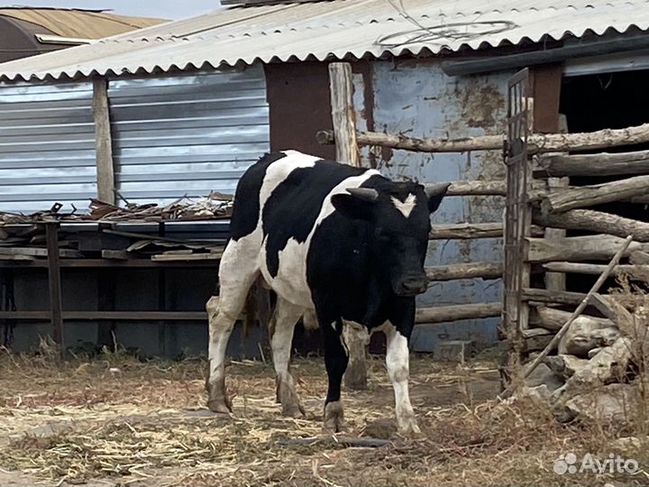 Быки живым весом