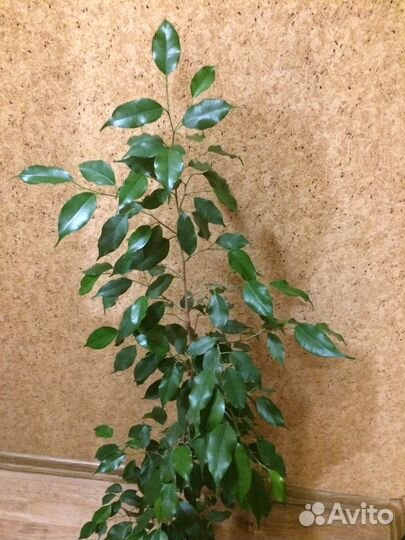 Фикус бенджамина