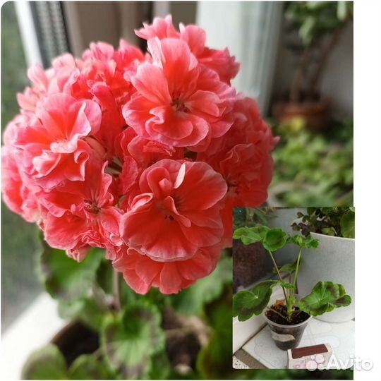 Пеларгония герань