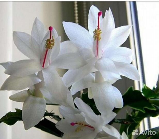 Декабрист шлюмбергера разные цвета