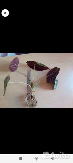 Алоказия ред секрет