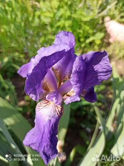 Ирисы бородатые, хризантемы, лилейники