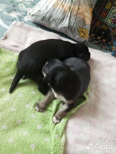 Щенки английского кокер спаниеля