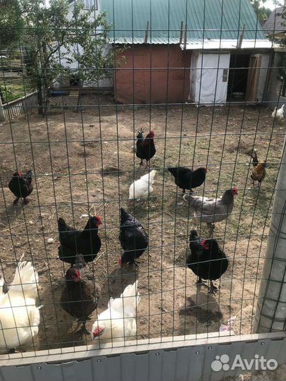 Куры и петухи