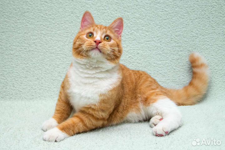 Юный рыжий Лёнечка