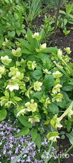 Морозник саженцы