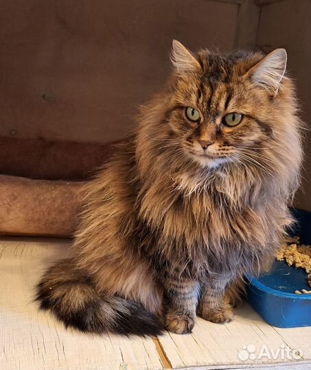 Сибирская кошка