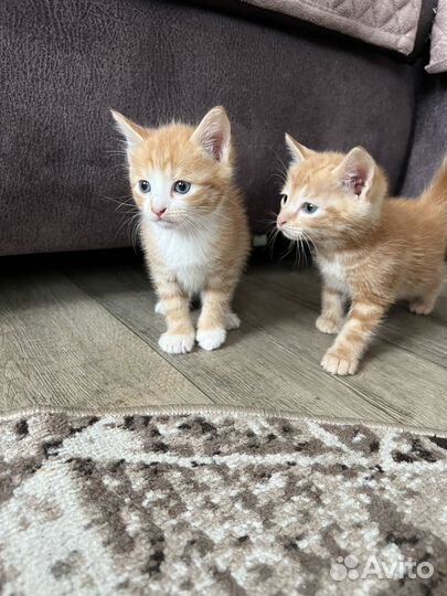 Отдам котят в добрые руки