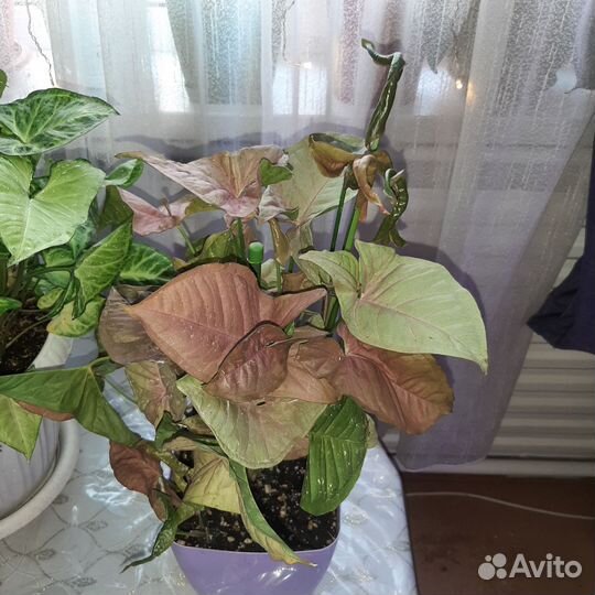 Комнатные цветы