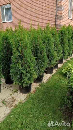 Туя Смарагд 100 - 120 см