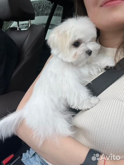 Собака для съемок в кино, рекламе, фотосессий