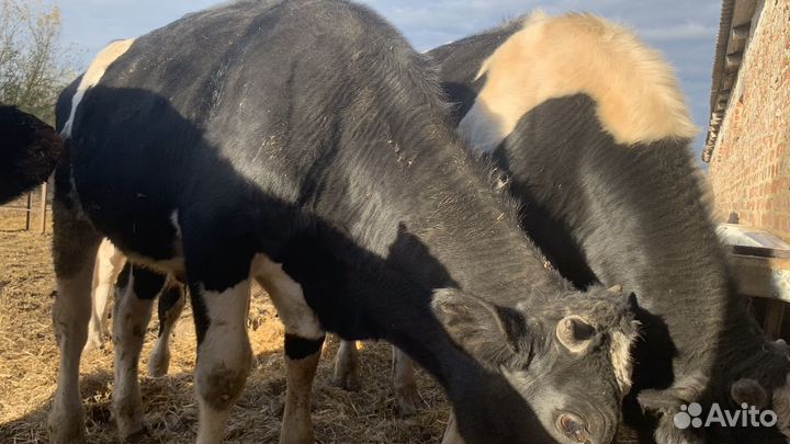 Быки живым весом на доращивание