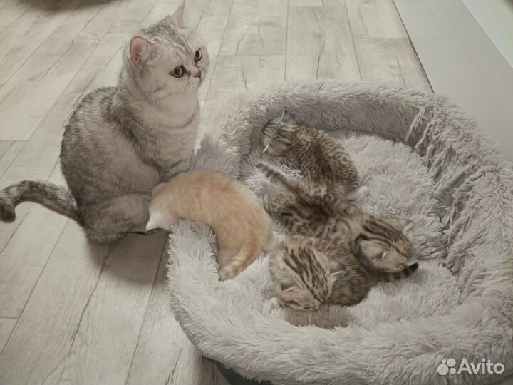 Шотландские котята