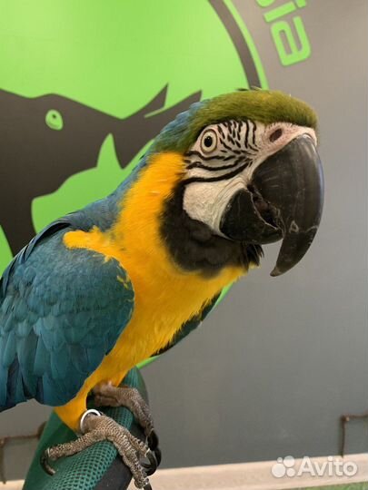 Зоопсихолог для попугаев/Приручение/Дрессировка