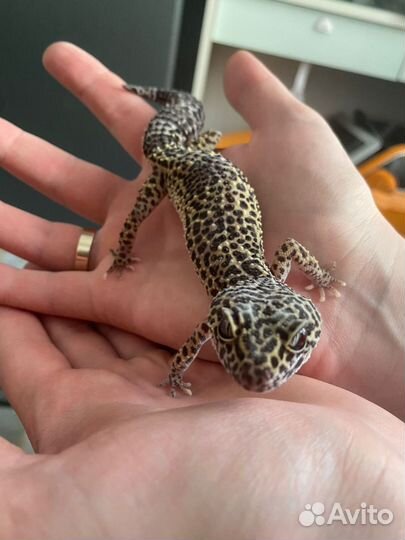 Эублефары с террариумом