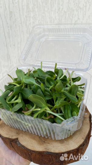 Микрозелень