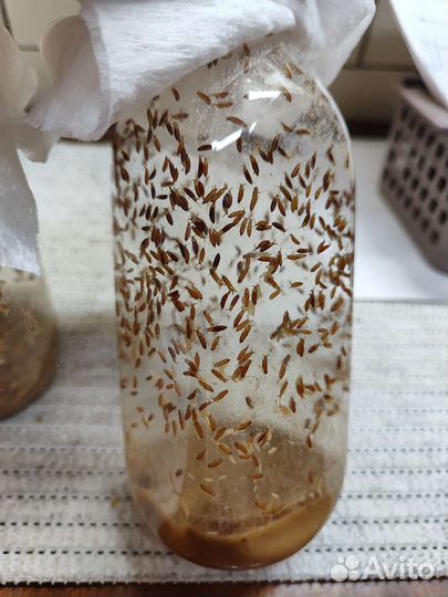 Кормовая муха дрозофила