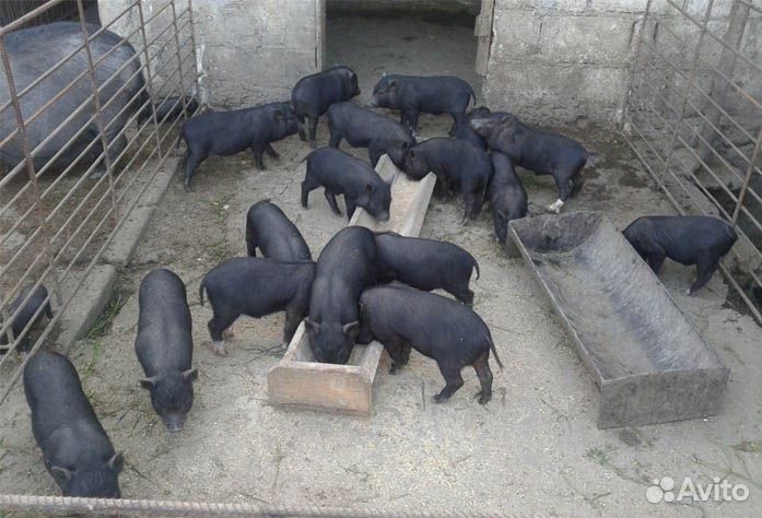 Сельскохозяйственное предприятие 