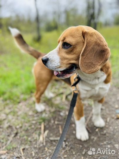 Бигль вязка