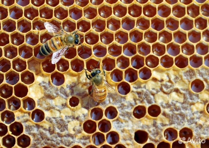 2024 Мёд натуральный с Алтая опт