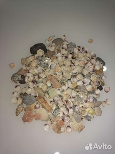 Морские ракушки и камушки