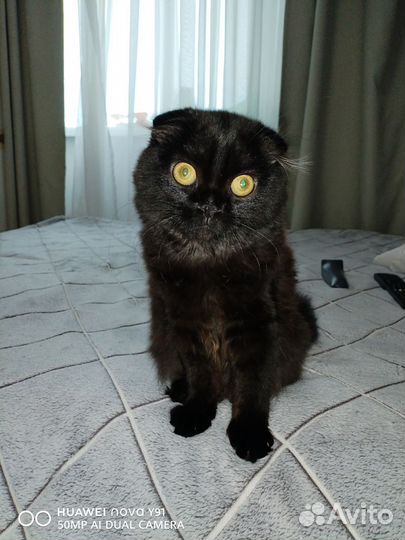 Передержка кошек