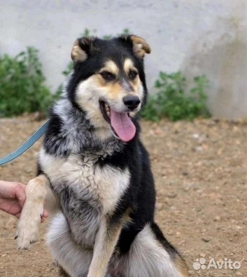 Мускат и Феня