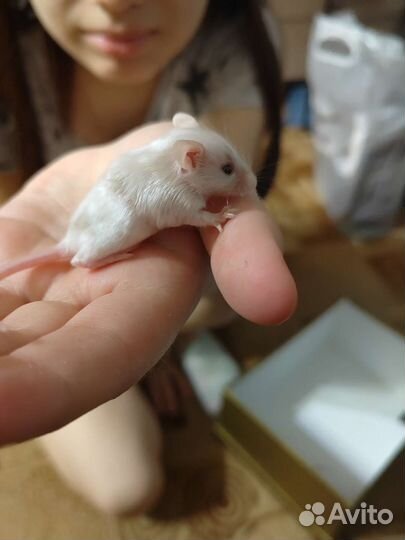 Мышь декоративная ручная