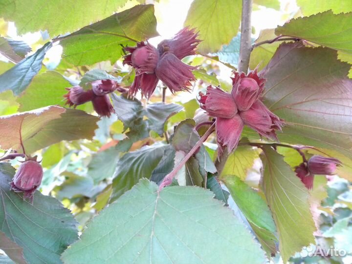 Фундук краснолистный (орешник). Саженцы