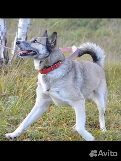 Западно сибирская лайка метис в дар